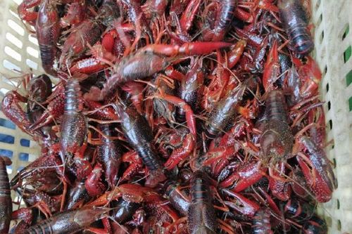 湖北监利龙虾直供价格多少？-图1