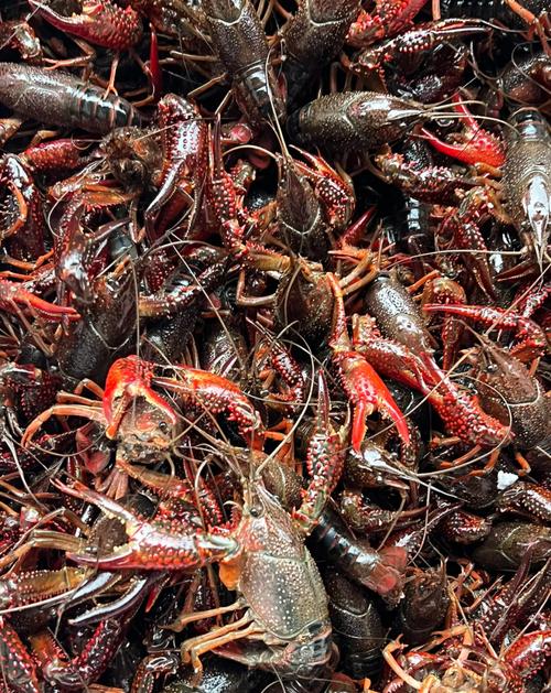 湖北监利龙虾直供价格多少？-图3