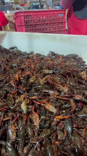湖北监利龙虾直供价格多少？-图2