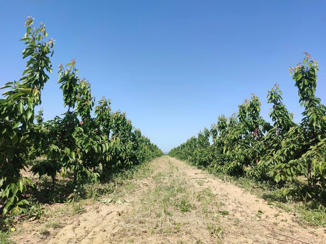 樱桃高产种植技术有哪些要点？-图2