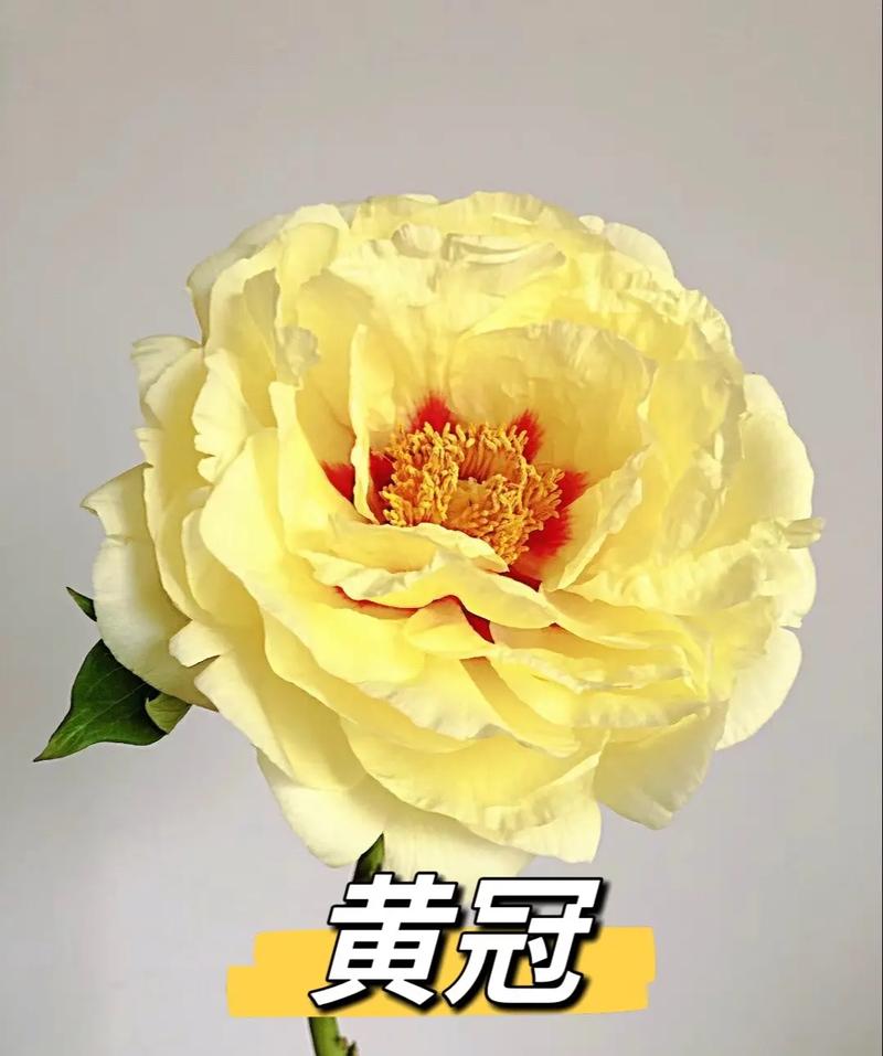 牡丹品种有哪些？-图1