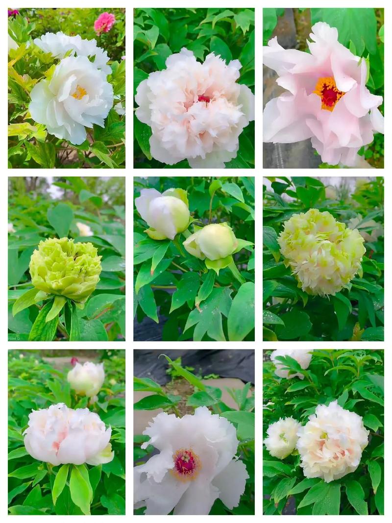 牡丹品种有哪些？-图2