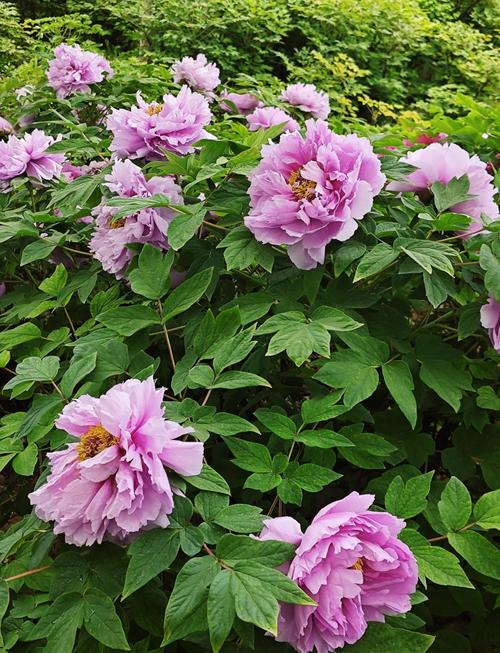 牡丹品种有哪些？-图3