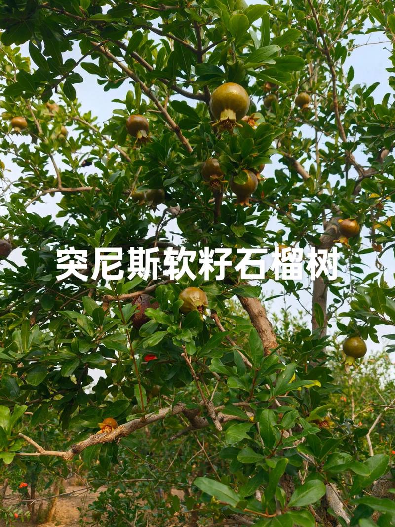 软籽石榴怎么种？视频教你关键技术！-图2