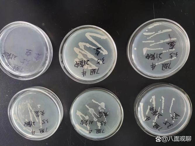 生物絮团技术如何高效培养目标菌类？-图3