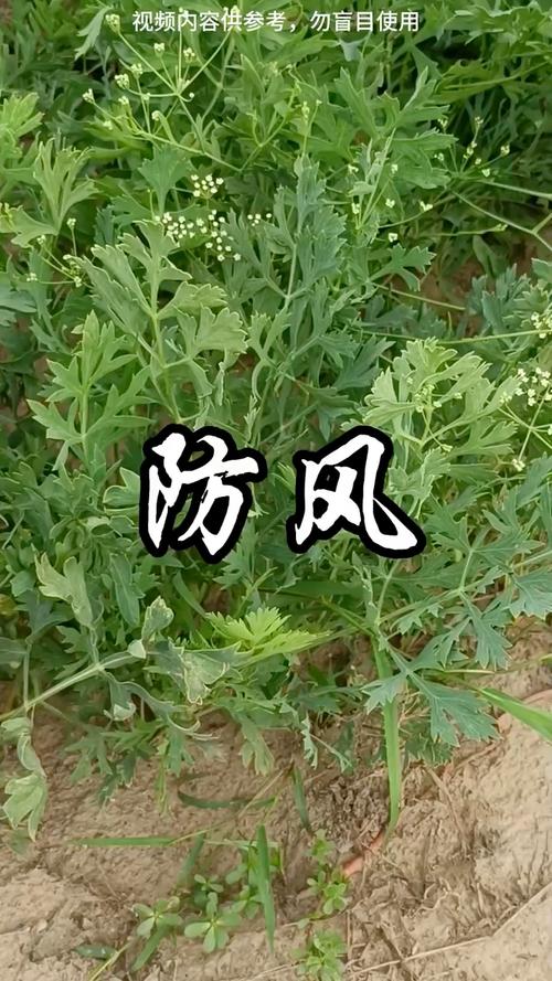 防风怎么种才能高产？-图2