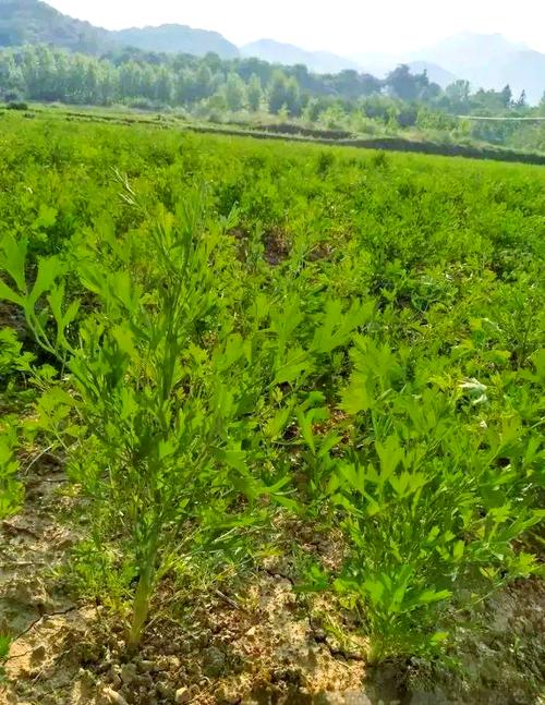 防风怎么种才能高产？-图1