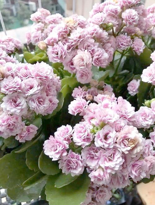 春节前后的开花品种-图1