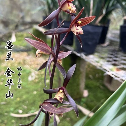 春节前后的开花品种-图2