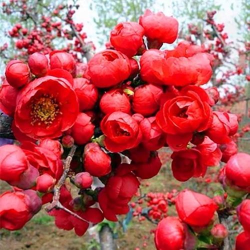 春节前后的开花品种-图3