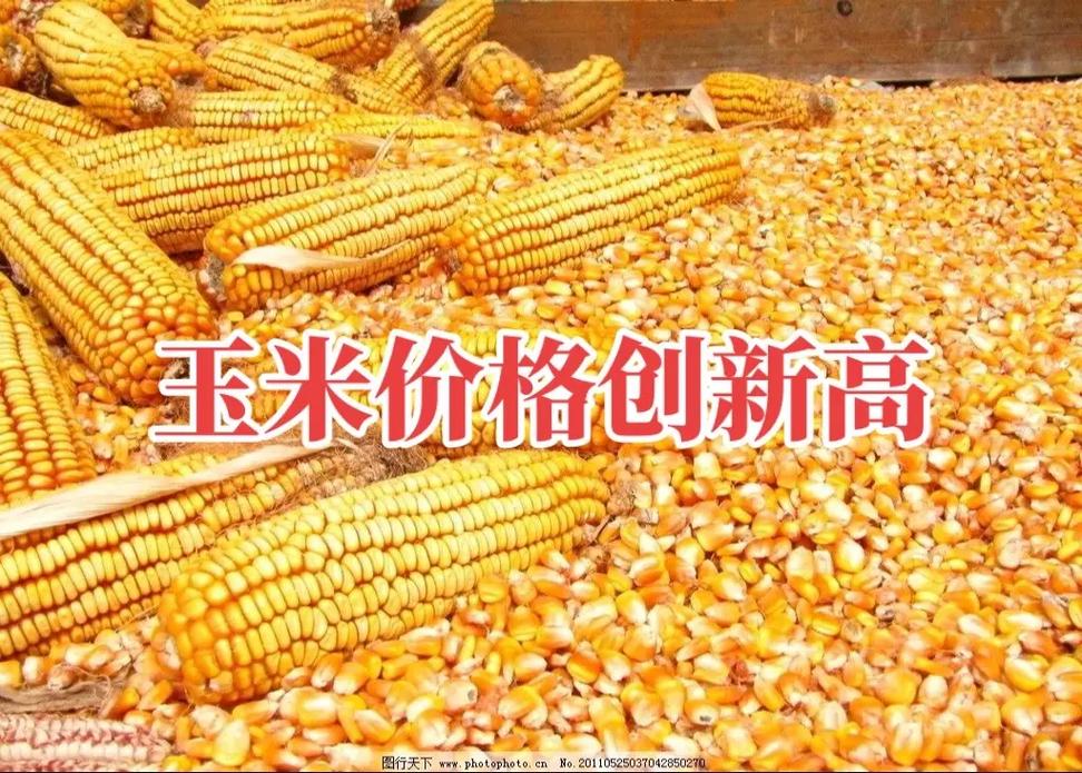 山东诸城玉米现在多少钱一斤？-图3