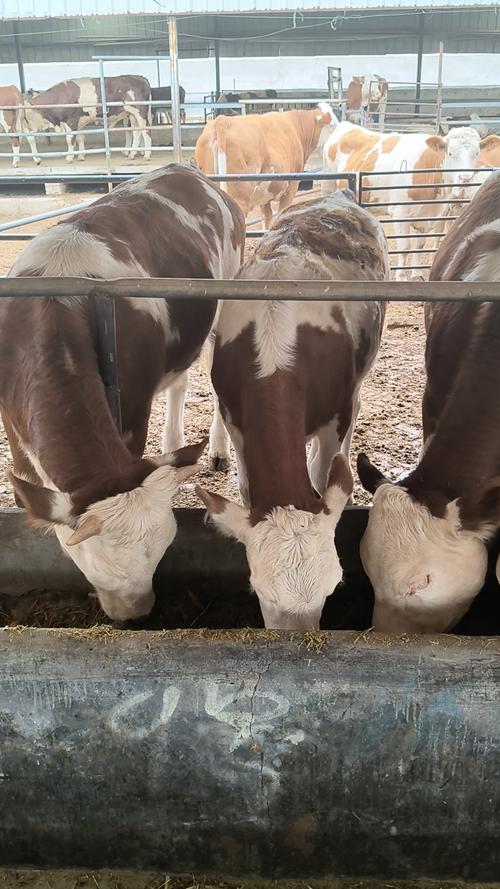 育肥牛品种选哪种效益更高？-图1