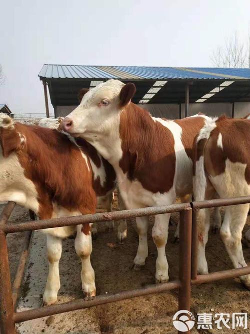 育肥牛品种选哪种效益更高？-图3