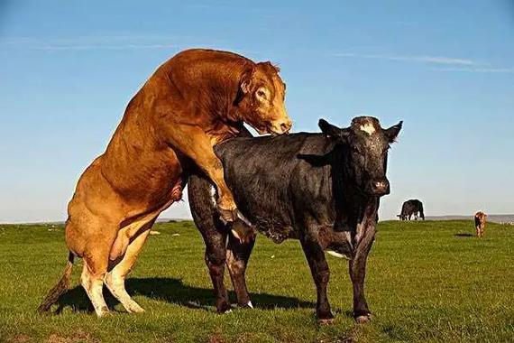 人工配牛技术视频播放-图1