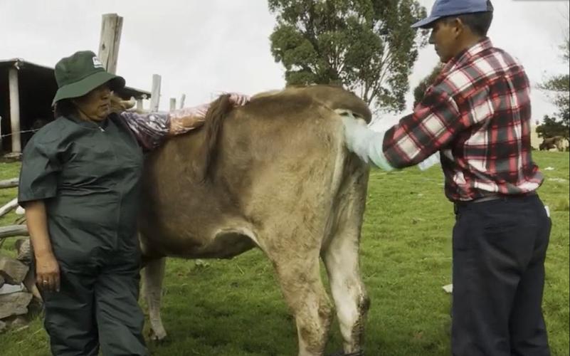 人工配牛技术视频播放-图2