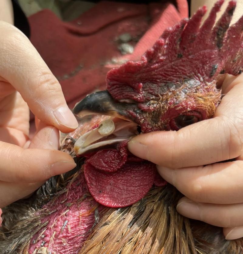 科学养鸡技术视频，如何高效养鸡？-图1