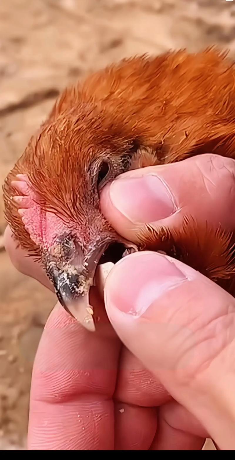 科学养鸡技术视频，如何高效养鸡？-图3