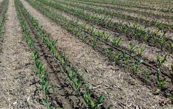 玉米大垄双行技术视频要点有哪些？-图2