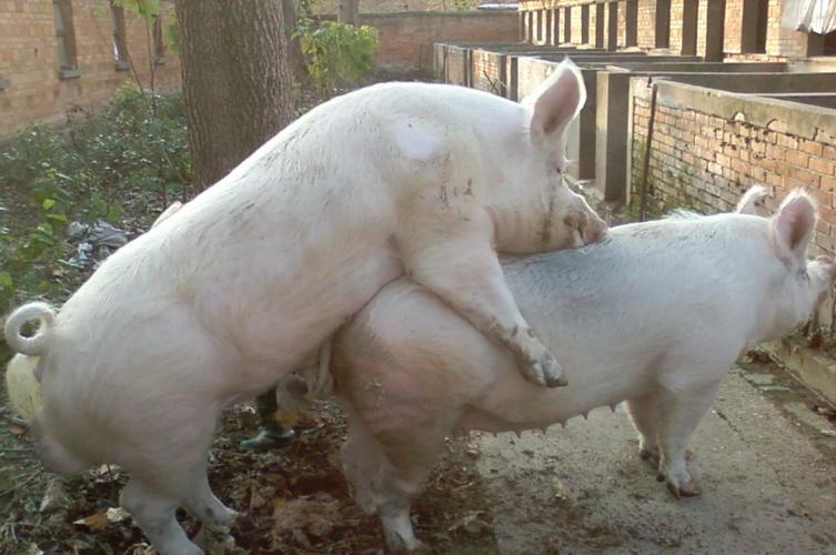 种公猪饲养管理有何关键要点？-图2