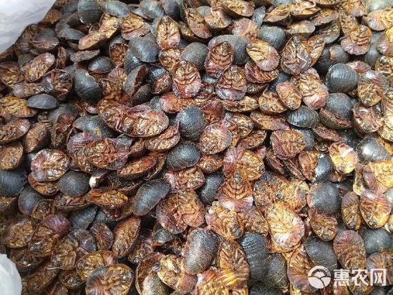 中华土元什么品种好-图2