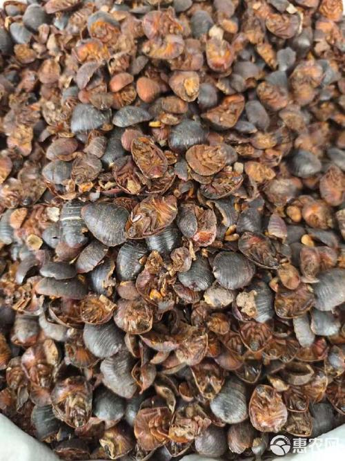 中华土元什么品种好-图1