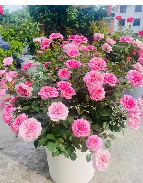 哪些大灌月季品种值得种植？-图2