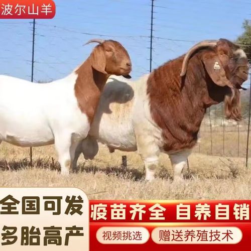 波尔山羊种羊小羊价格-图2