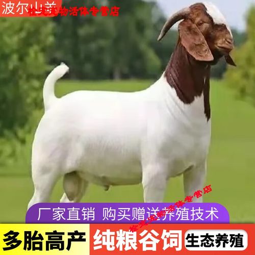 波尔山羊种羊小羊价格-图1