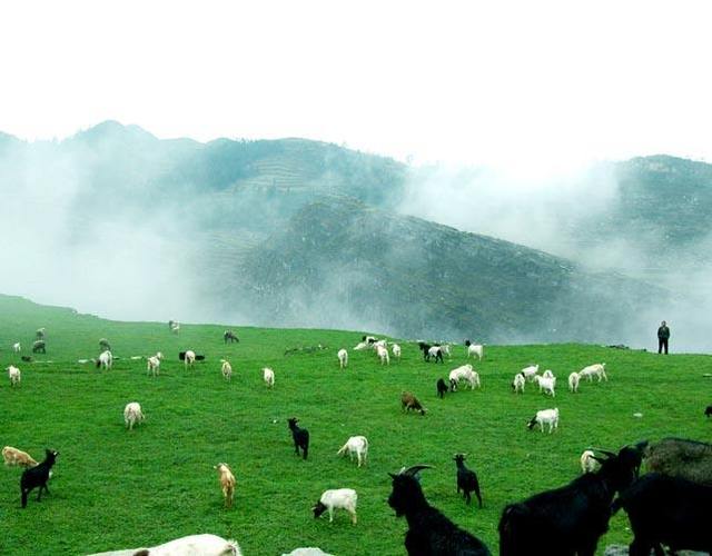 晴隆羊是真实品种吗？-图1