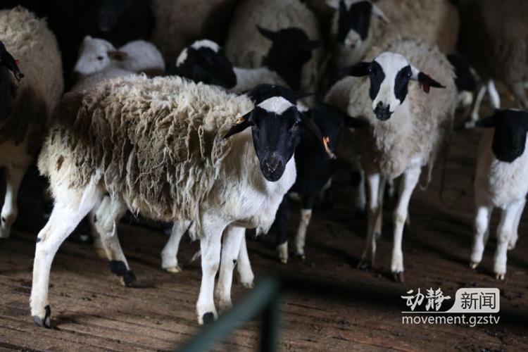 晴隆羊是真实品种吗？-图2