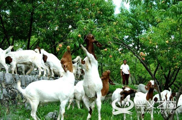 晴隆羊是真实品种吗？-图3