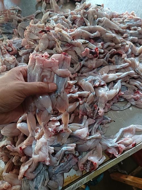 广东牛蛙价格现在多少钱一斤？-图2