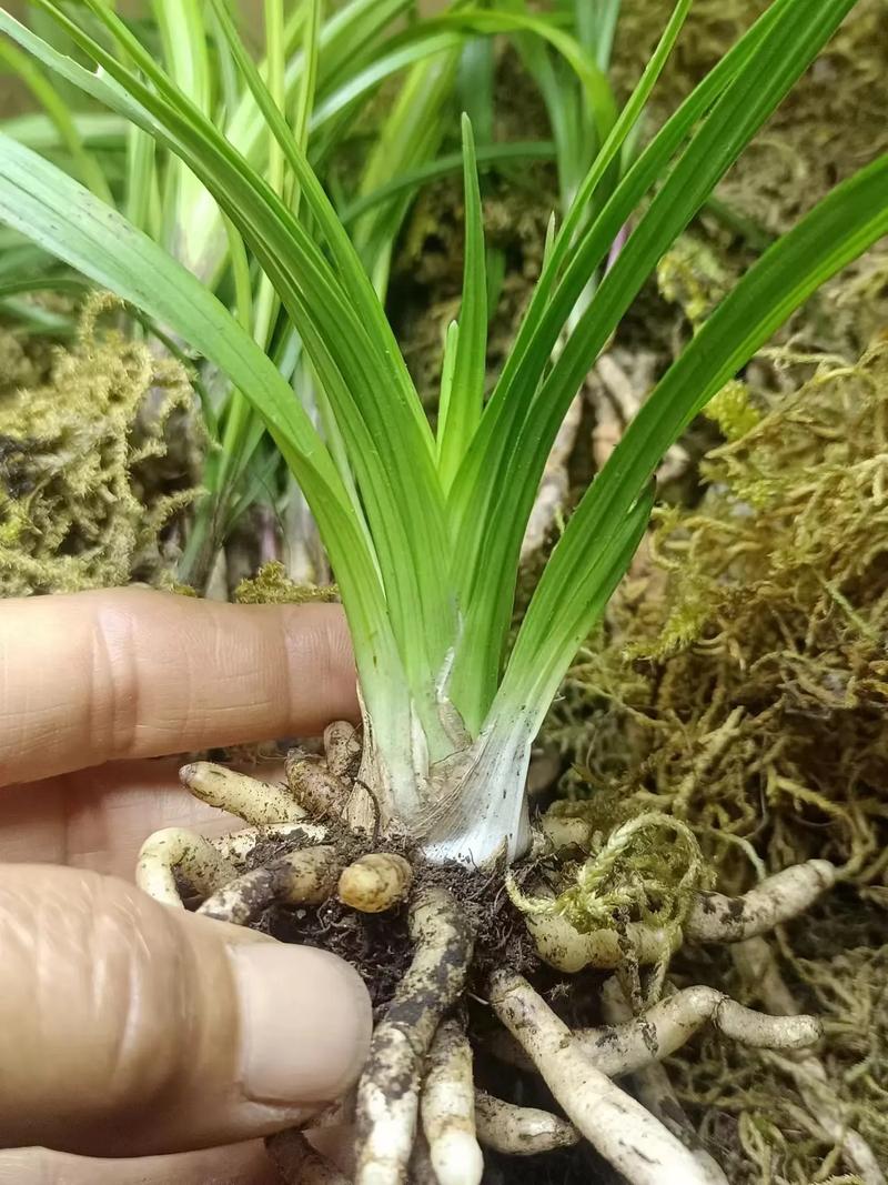 粗根兰花是什么品种-图1