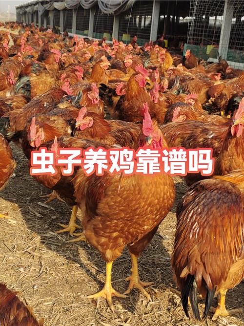 虫子养鸡技术该怎么做？-图1