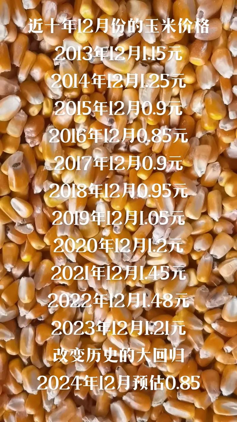 河北辛集玉米最新价格多少？-图2