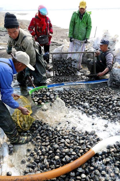 广西田螺养殖技术视频，新手怎么学？-图1