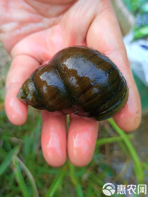 广西田螺养殖技术视频，新手怎么学？-图2