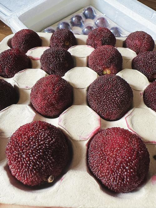 东葵杨梅究竟有多少品种？-图1