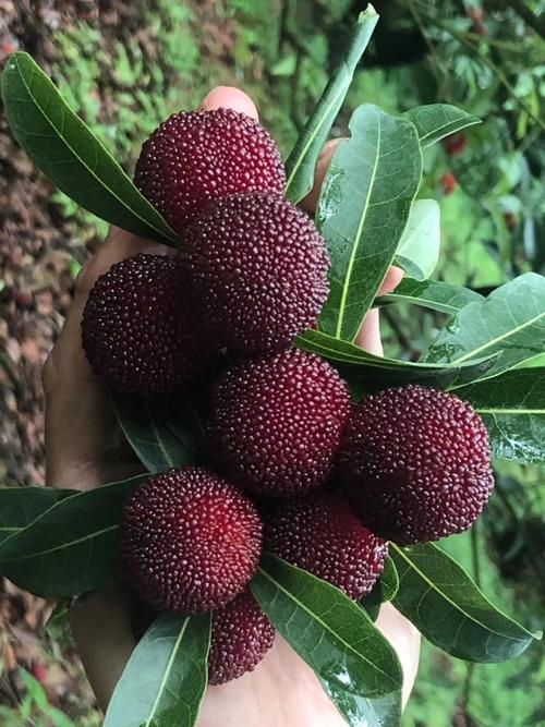 东葵杨梅究竟有多少品种？-图3