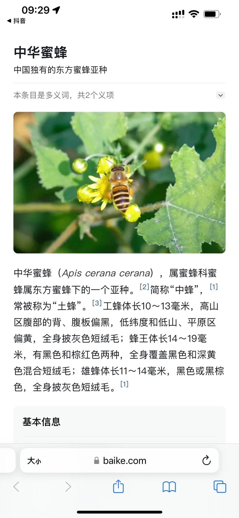 免费诱捕中华蜜蜂，技术要点有哪些？-图2