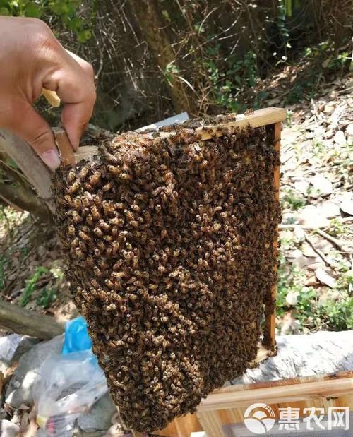 免费诱捕中华蜜蜂，技术要点有哪些？-图3