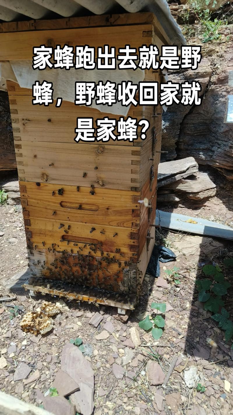 免费诱捕中华蜜蜂，技术要点有哪些？-图1