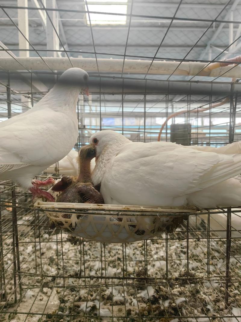 最新肉鸽养殖技术视频有何要点？-图1