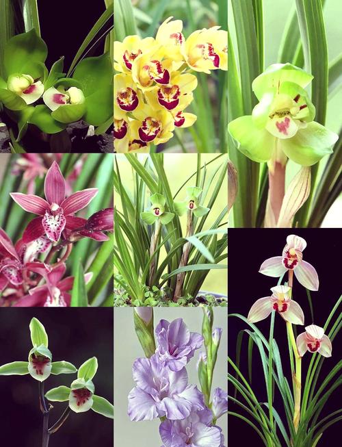 常见兰品种图片名称有哪些？-图2