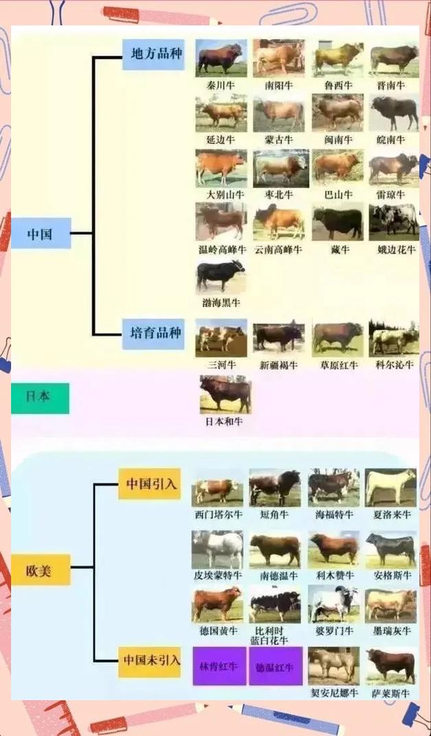 国外优质牛品种有哪些？-图3