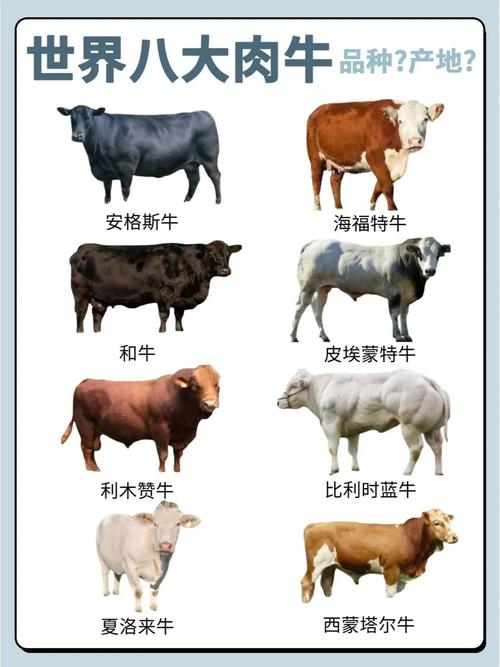 国外优质牛品种有哪些？-图2