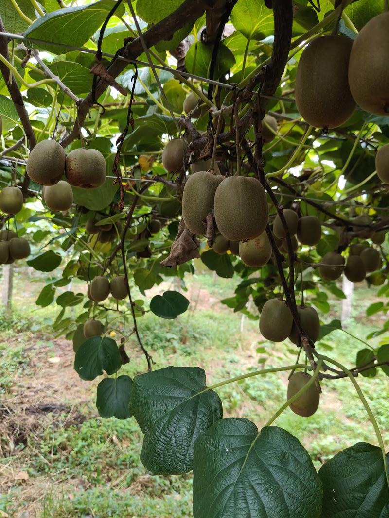 猕猴桃种植技术视频，新手怎么学？-图1