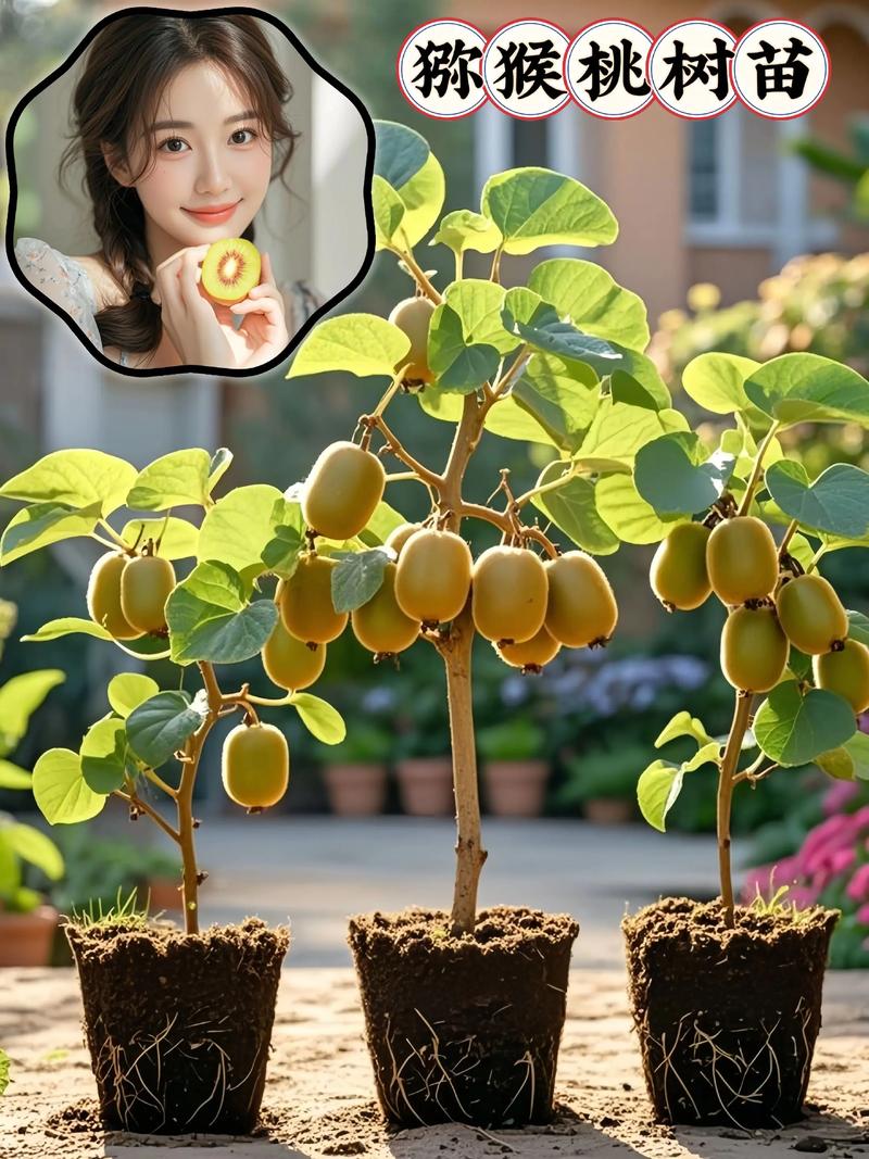 猕猴桃种植技术视频，新手怎么学？-图3