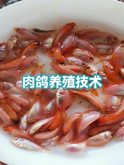 人工养殖肉鸽技术视频-图2