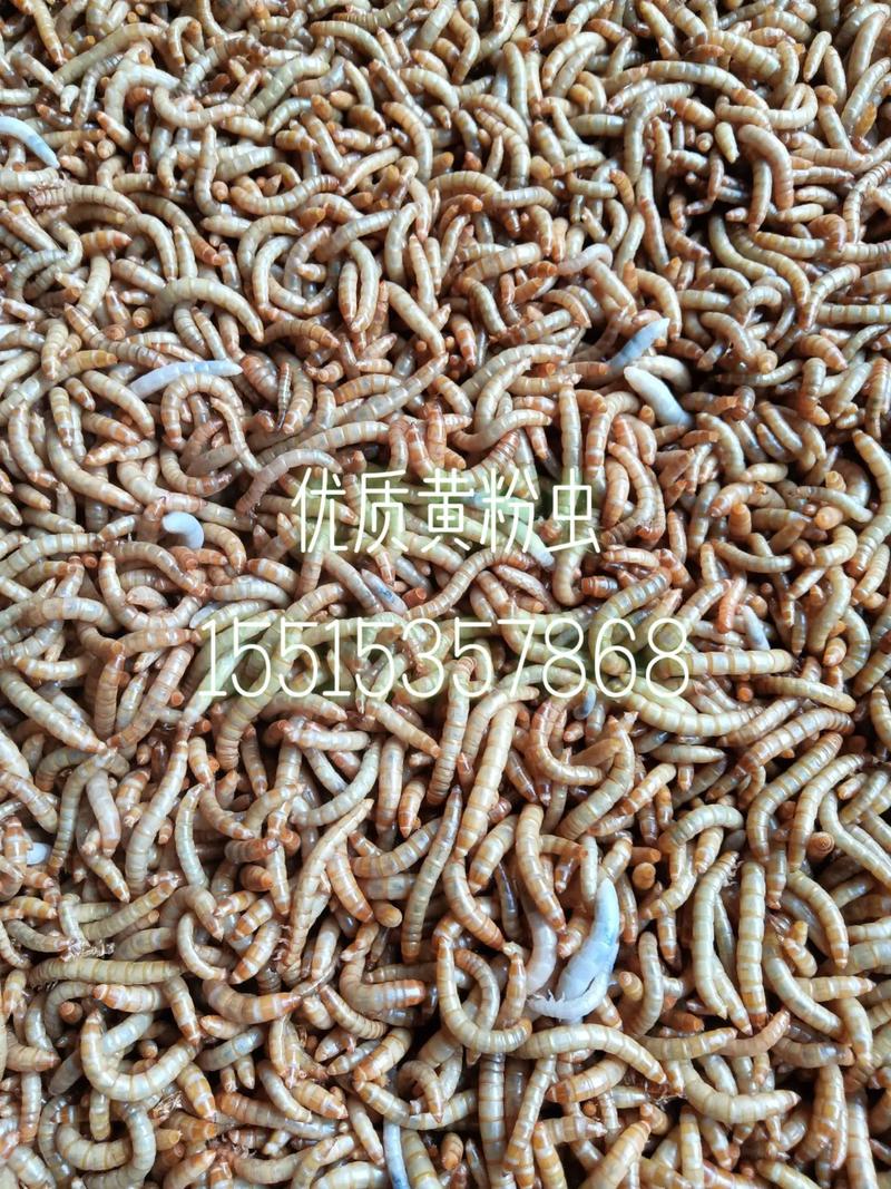 黄粉虫养殖技术与种苗怎么选？-图3